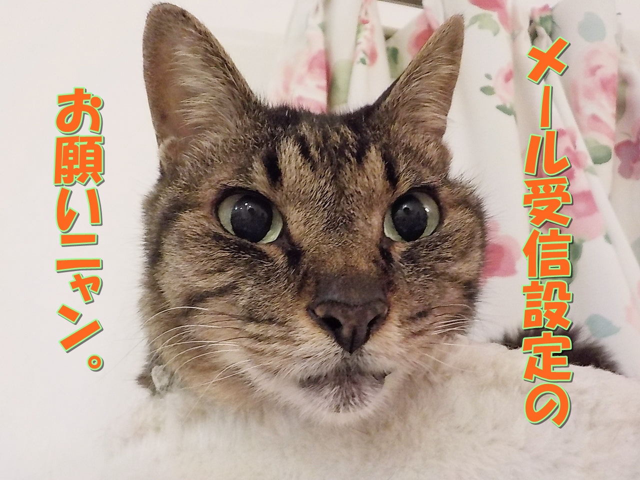 メール受信設定のお願いです。